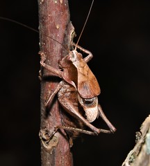 Atlanticus testaceus