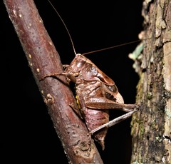 Atlanticus testaceus