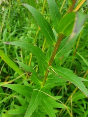 Lobelia sessilifolia