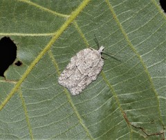 Acleris placidana