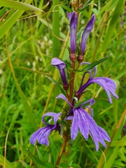 Lobelia sessilifolia