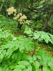 Aralia cordata sachalinensis