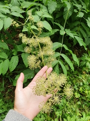 Aralia cordata sachalinensis