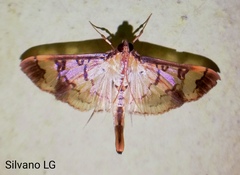 Eulepte inguinalis