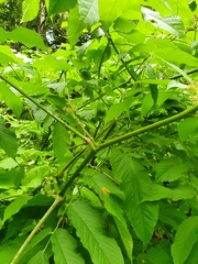 Aralia cordata sachalinensis