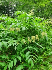 Aralia cordata sachalinensis