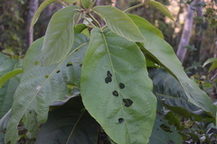 Cordia sulcata
