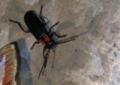 Discodon bipunctatum