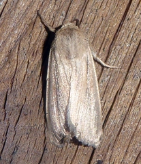 Mythimna oxygala
