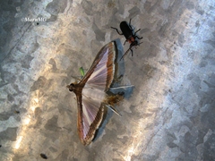 Discodon bipunctatum