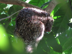 Coendou speratus