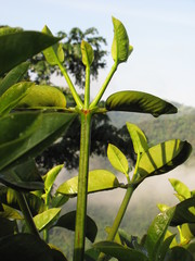 Garcinia madruno