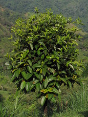 Garcinia madruno