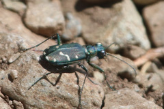 Cicindela depressula
