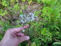 Arnoglossum plantagineum