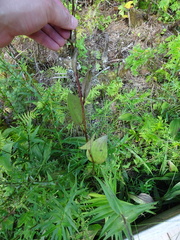 Arnoglossum plantagineum