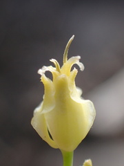 Streptanthus bernardinus