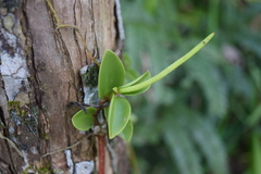 Peperomia glabella
