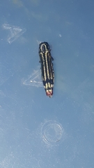 Agrilus catherinae