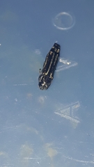 Agrilus catherinae