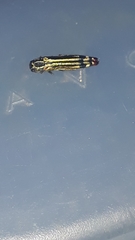 Agrilus catherinae