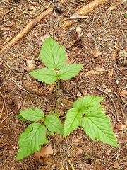 Rubus saxatilis