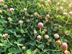 Trifolium fragiferum