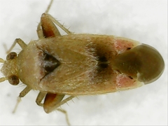 Parthenicus juniperi