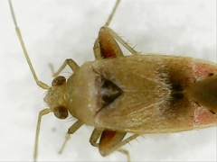 Parthenicus juniperi