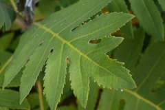 Bocconia frutescens