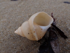 Phasianella australis
