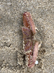 Latulambrus occidentalis
