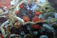 Metandrocarpa taylori