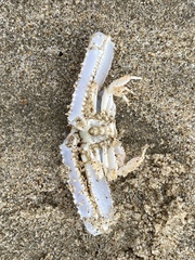 Latulambrus occidentalis