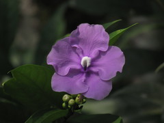 Brunfelsia grandiflora