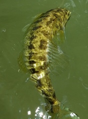 Micropterus treculii
