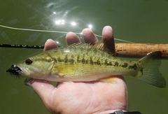 Micropterus treculii