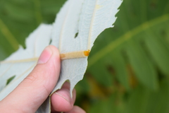 Bocconia frutescens