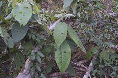 Cordia sulcata