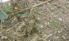 Erythrolamprus melanotus