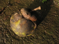 Solanum crinitum