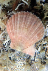 Chlamys hastata