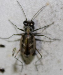 Eunota pamphila