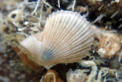 Chlamys hastata