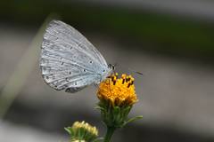 Celastrina oreas