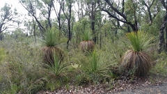 Xanthorrhoea platyphylla