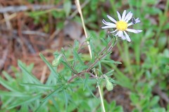 Acmaeodera tubulus