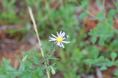 Acmaeodera tubulus