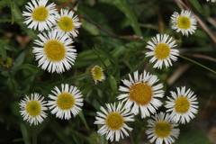 Erigeron morrisonensis