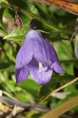 Adenophora morrisonensis